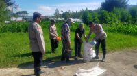 Polsek Pegasing Bersama Masyarakat Lakukan Perawatan Dan Pemupukan Ketahanan Pangan Jagong