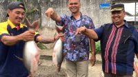 Lapas Tanjungbalai Asahan Panen Ikan Patin, Wujudkan Ketahanan Pangan dan Jumat Berkah